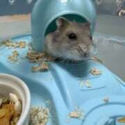 ヒメ日記 2025/10/02 18:55 投稿 るな 僕のぽっちゃり伝説