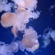 ヒメ日記 2025/11/02 17:48 投稿 黒木みか ウルトラロイヤル