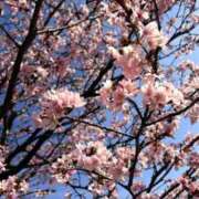ヒメ日記 2026/04/22 02:22 投稿 羽姫-うぶき- 人妻倶楽部 花椿北上店