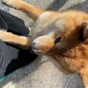 ヒメ日記 2025/10/24 18:30 投稿 あすか 熊谷人妻城