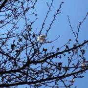 ヒメ日記 2026/03/25 22:15 投稿 あすか 熊谷人妻城