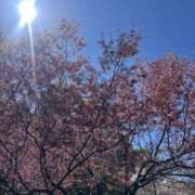 ヒメ日記 2026/03/15 18:24 投稿 もこ 横浜人妻セレブリティ（ユメオト）