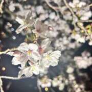 ヒメ日記 2026/04/01 00:49 投稿 あき G-SCANDAL