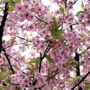 ヒメ日記 2026/03/23 13:30 投稿 まなか 錦糸町人妻ヒットパレード（シンデレラグループ）