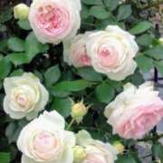 ヒメ日記 2025/12/29 17:47 投稿 めぐ 逢って30秒で即尺