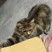 ヒメ日記 2025/11/09 13:26 投稿 まき プレイボーイ(八王子)