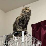 ヒメ日記 2025/11/22 13:50 投稿 まき プレイボーイ(八王子)