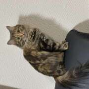 まき 昨日は娘(猫)の3歳の誕生日でした🐈‍⬛🎂 プレイボーイ(八王子)