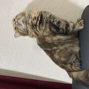 ヒメ日記 2025/12/28 16:57 投稿 まき プレイボーイ(八王子)