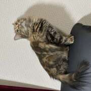 ヒメ日記 2026/01/04 11:52 投稿 まき プレイボーイ(八王子)