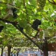 ヒメ日記 2025/12/01 23:13 投稿 さくら★未経験ロリ美少女 立川女学園