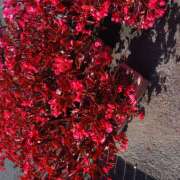 ヒメ日記 2025/11/11 19:04 投稿 塚越しおり 五十路マダム宇都宮店(カサブランカグループ)