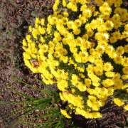 ヒメ日記 2025/11/14 19:26 投稿 塚越しおり 五十路マダム宇都宮店(カサブランカグループ)