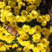 ヒメ日記 2025/11/15 10:52 投稿 塚越しおり 五十路マダム宇都宮店(カサブランカグループ)