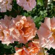 ヒメ日記 2025/10/28 21:14 投稿 茜（あかね） ROYAL FACE FUKUOKA