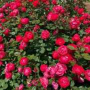 ヒメ日記 2025/10/30 21:04 投稿 茜（あかね） ROYAL FACE FUKUOKA