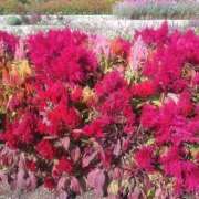 ヒメ日記 2025/11/04 21:24 投稿 茜（あかね） ROYAL FACE FUKUOKA