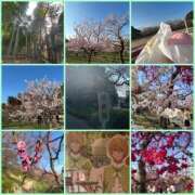 ヒメ日記 2026/03/10 11:50 投稿 あくあ ドリーム水戸