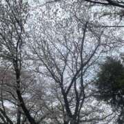 ヒメ日記 2026/03/31 16:58 投稿 みる 所沢東村山ちゃんこ