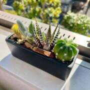 ヒメ日記 2025/12/09 12:46 投稿 中西まこと 華椿