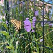 ヒメ日記 2025/09/26 10:40 投稿 恋歌-れんか- 人妻倶楽部 花椿大崎店