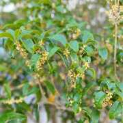 ヒメ日記 2025/10/01 00:23 投稿 恋歌-れんか- 人妻倶楽部 花椿大崎店