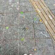 ヒメ日記 2025/10/15 12:20 投稿 恋歌-れんか- 人妻倶楽部 花椿大崎店