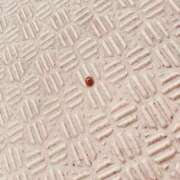 ヒメ日記 2025/11/09 19:47 投稿 恋歌-れんか- 人妻倶楽部 花椿大崎店