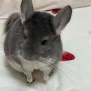 ヒメ日記 2025/10/11 11:05 投稿 みに♡極上SPコース♡ PANTHER（パンサー）