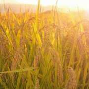 ヒメ日記 2025/09/20 07:56 投稿 大沢しずく※90分11000円 宇都宮CLUB