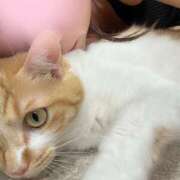 ヒメ日記 2025/10/10 01:25 投稿 奏りた ワイフコレクション