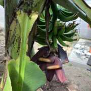 ヒメ日記 2026/03/18 16:05 投稿 かな 所沢デリヘル桜