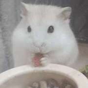 ヒメ日記 2025/09/24 01:49 投稿 れあ 妖精（ようせい）