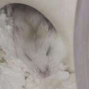 ヒメ日記 2025/09/25 06:59 投稿 れあ 妖精（ようせい）