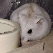 ヒメ日記 2025/09/28 09:50 投稿 れあ 妖精（ようせい）