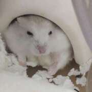 ヒメ日記 2025/09/29 13:21 投稿 れあ 妖精（ようせい）