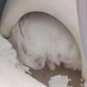 ヒメ日記 2025/10/03 01:52 投稿 れあ 妖精（ようせい）