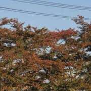 ヒメ日記 2025/10/30 16:34 投稿 もか 熟女の風俗最終章 仙台店