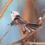 ヒメ日記 2026/02/10 20:20 投稿 もか 熟女の風俗最終章 仙台店