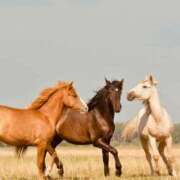 ヒメ日記 2026/04/10 23:19 投稿 あいか 千葉人妻花壇