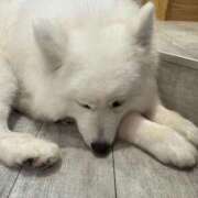 ヒメ日記 2025/12/09 10:49 投稿 うた アイドルドリーム