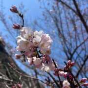 ヒメ日記 2026/03/16 21:15 投稿 Yuria【ゆりあ】～八代櫻華～ 九州熟女　八代店