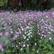 ヒメ日記 2025/11/17 00:34 投稿 【菊池 もか】 梅田ムチSpa女学院