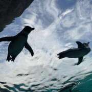 ヒメ日記 2025/11/26 09:44 投稿 【菊池 もか】 梅田ムチSpa女学院