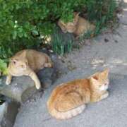 ヒメ日記 2025/12/12 01:54 投稿 【菊池 もか】 梅田ムチSpa女学院