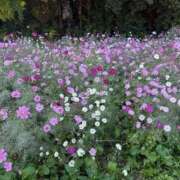 ヒメ日記 2026/01/26 00:14 投稿 【菊池 もか】 梅田ムチSpa女学院