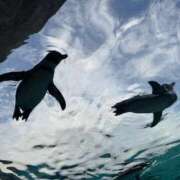 ヒメ日記 2026/02/06 09:54 投稿 【菊池 もか】 梅田ムチSpa女学院