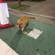 ヒメ日記 2026/03/31 00:24 投稿 【菊池 もか】 梅田ムチSpa女学院