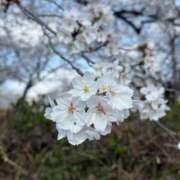 ヒメ日記 2026/04/01 00:04 投稿 【菊池 もか】 梅田ムチSpa女学院
