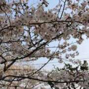 ヒメ日記 2026/04/01 19:39 投稿 【菊池 もか】 梅田ムチSpa女学院